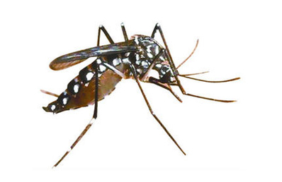 蚊类防治方案