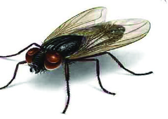 蝇类防治方案