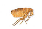 Image of Dog fleas (Ctenocephalides canis) | Rentokil China