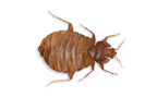 Image of Bed Bug (Cimex lectularius) | Rentokil China