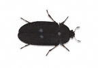 Image of Fur beetle (Attagenus pellio) | Rentokil China