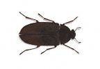 Image of Leather beetle (Dermestes maculatus) | Rentokil China