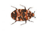 Image of Varied Carpet beetle (Anthrenus verbasci) | Rentokil China