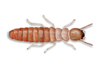 Image of Dry Wood Termites (Cryptotermes spp.) | Rentokil China