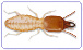 Image of Subterranean Termites (Coptotermes spp. Queen) | Rentokil China