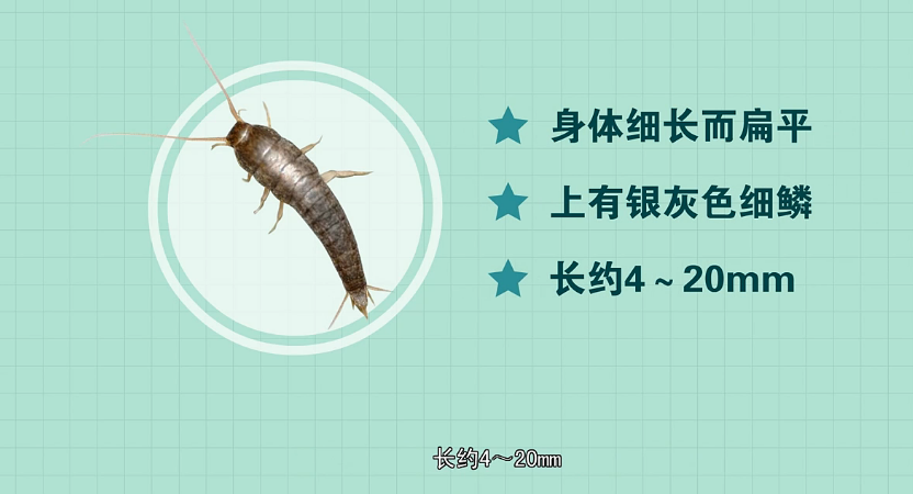 衣鱼的危害