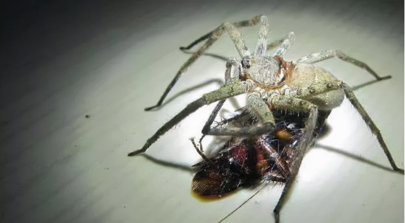 “白额高脚蛛”成灭蟑螂神器！你要和外形恐怖的大蜘蛛同睡吗