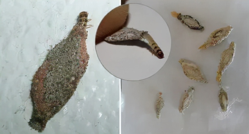 家里有衣蛾一定有窝吗？如何去除衣蛾
