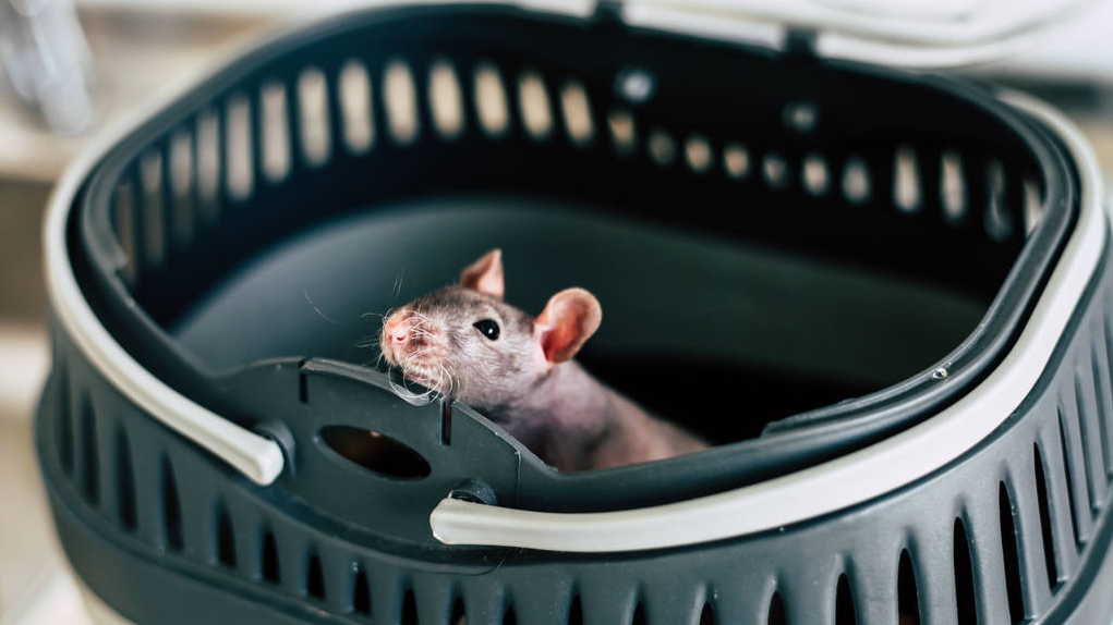 有老鼠先别慌!老师傅推荐,目前最实用的灭鼠方法