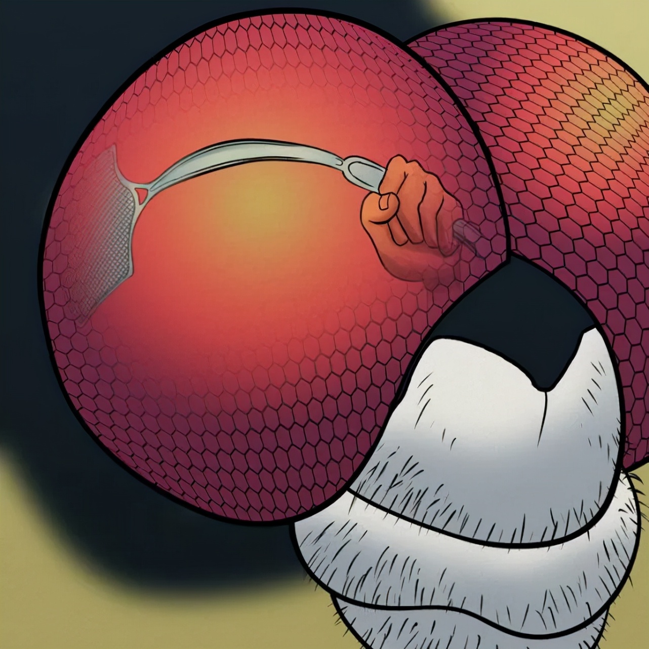 苍蝇为什么要把头拧下来玩?无头苍蝇为什么还能存活?