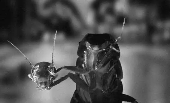 苍蝇为什么要把头拧下来玩?无头苍蝇为什么还能存活?