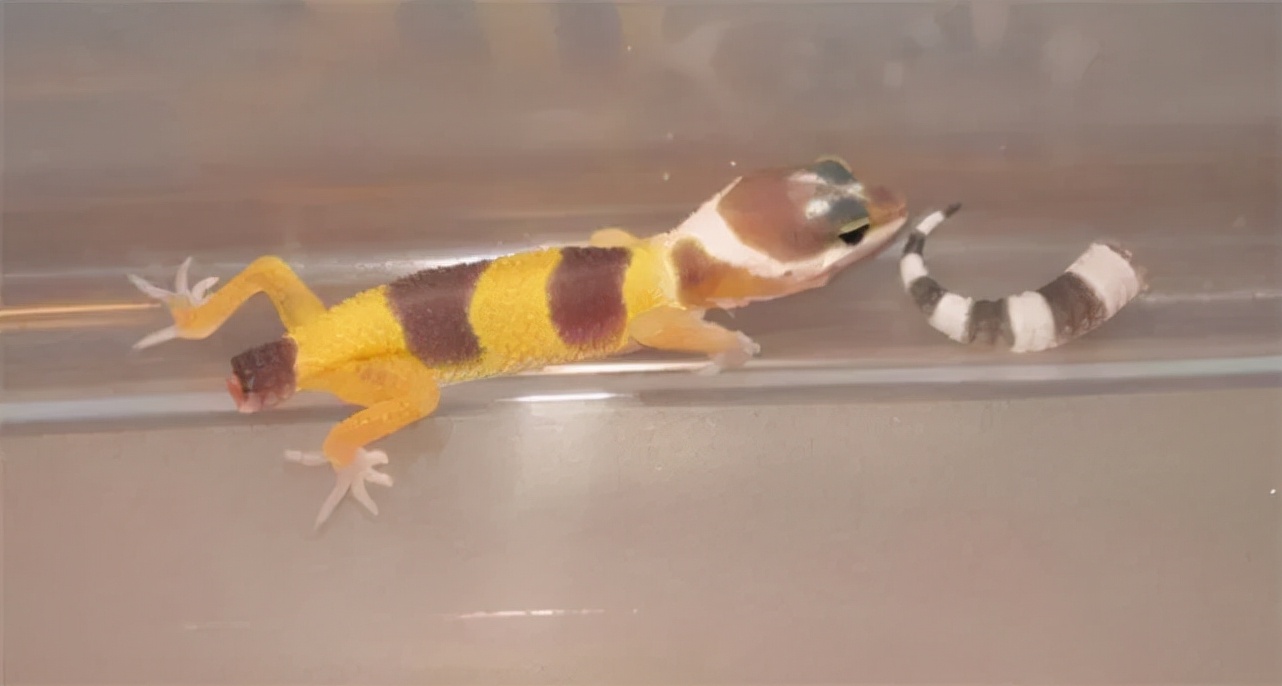 苍蝇为什么要把头拧下来玩?无头苍蝇为什么还能存活?