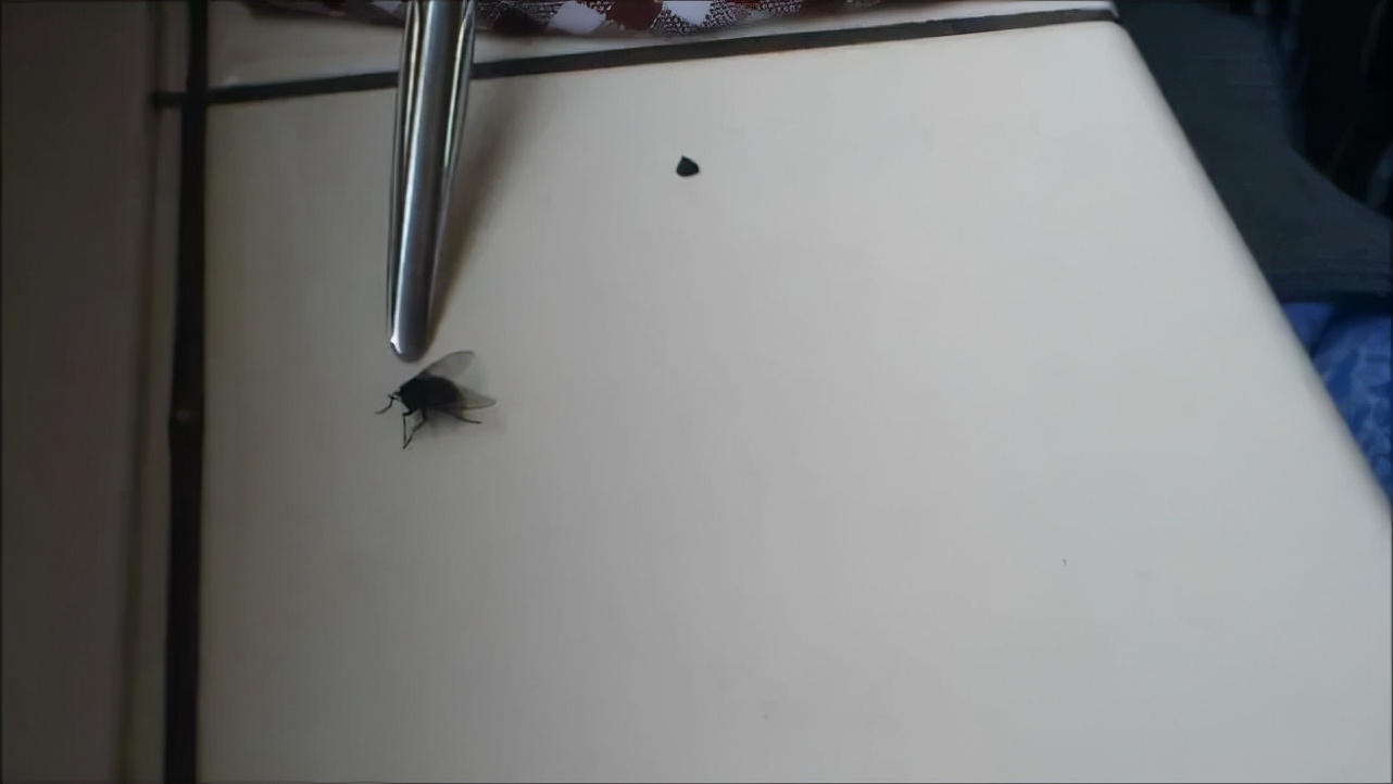 苍蝇为什么要把头拧下来玩?无头苍蝇为什么还能存活?